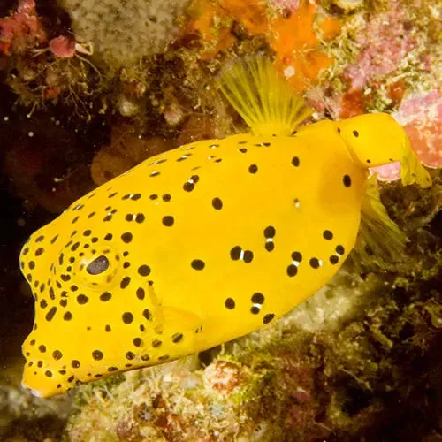 Boxfish - Yellow (Ostracion cubicus)