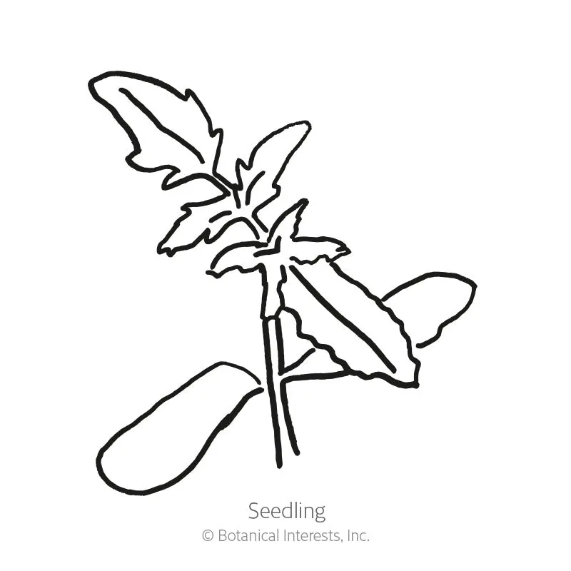 Oxheart Pole Tomato Seeds