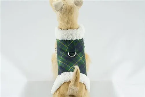 Susan Lanci Scotty Bowzer - Forest Plaid